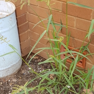 Echinochloa crus-galli at Lyneham, ACT - 9 Feb 2021