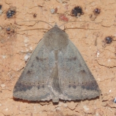 Pantydia sparsa (Noctuid Moth) at Conder, ACT - 26 Dec 2020 by michaelb