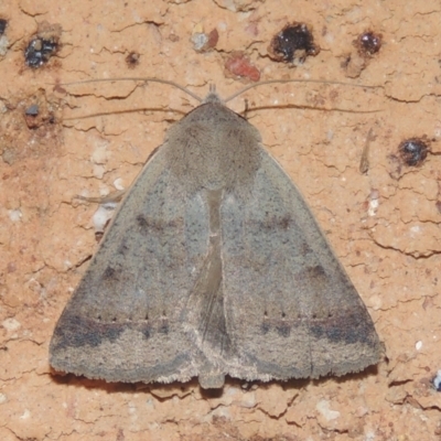 Pantydia sparsa (Noctuid Moth) at Pollinator-friendly garden Conder - 26 Dec 2020 by michaelb