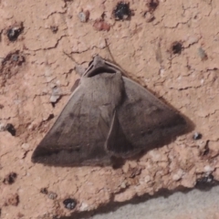 Pantydia sparsa at Conder, ACT - 26 Dec 2020 11:12 PM