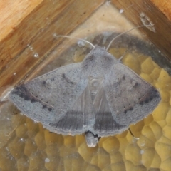 Pantydia sparsa at Conder, ACT - 26 Dec 2020 11:12 PM