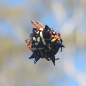 Austracantha minax at Bungendore, NSW - 5 Jan 2021 07:45 PM