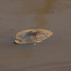 Chelodina longicollis (Eastern Long-necked Turtle) at Mount Ainslie - 8 Feb 2021 by trevsci