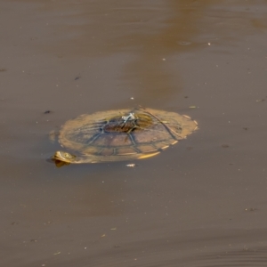 Chelodina longicollis at Majura, ACT - 8 Feb 2021