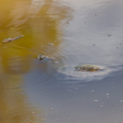 Chelodina longicollis at Majura, ACT - 8 Feb 2021