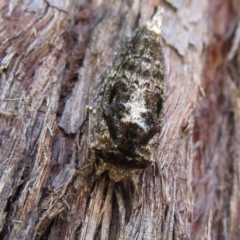 Neola semiaurata (Wattle Notodontid Moth) at ANBG - 7 Feb 2021 by Christine