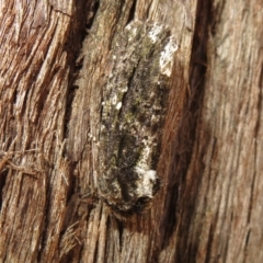 Neola semiaurata at Acton, ACT - 7 Feb 2021