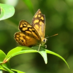 Heteronympha paradelpha (Spotted Brown) at Acton, ACT - 7 Feb 2021 by Christine