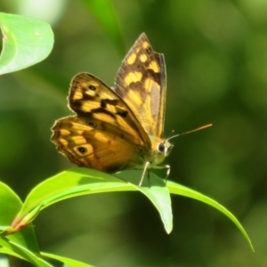 Heteronympha paradelpha at Acton, ACT - 7 Feb 2021