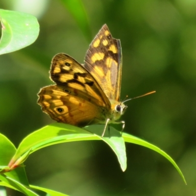 Heteronympha paradelpha (Spotted Brown) at Acton, ACT - 7 Feb 2021 by Christine