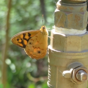 Heteronympha paradelpha at Acton, ACT - 7 Feb 2021 12:47 PM