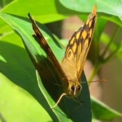 Heteronympha paradelpha at Acton, ACT - 7 Feb 2021