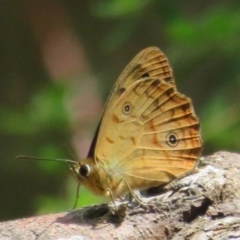 Heteronympha paradelpha at Acton, ACT - 7 Feb 2021