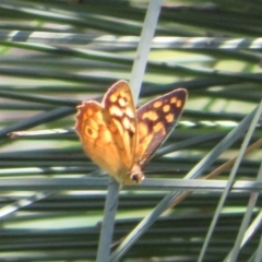 Heteronympha paradelpha at Acton, ACT - 7 Feb 2021 12:47 PM