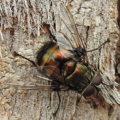 Rutilia (Donovanius) sp. (genus & subgenus) (A Bristle Fly) at Acton, ACT - 9 Feb 2021 by HelenCross