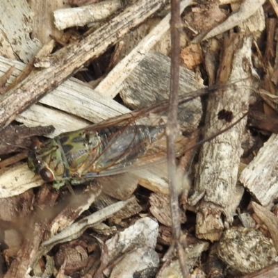 Galanga labeculata (Double-spotted cicada) at Acton, ACT - 9 Feb 2021 by HelenCross