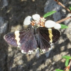 Eutrichopidia latinus (Yellow-banded Day-moth) at Acton, ACT - 7 Feb 2021 by Christine