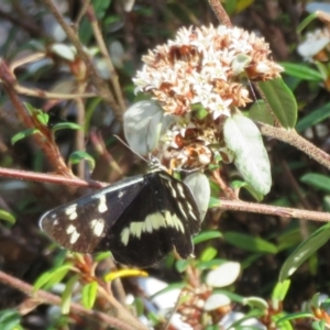 Cruria donowani at Acton, ACT - 7 Feb 2021 03:07 PM