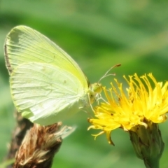 Eurema smilax (Small Grass-yellow) at Holt, ACT - 7 Feb 2021 by Christine