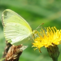 Eurema smilax (Small Grass-yellow) at Holt, ACT - 6 Feb 2021 by Christine