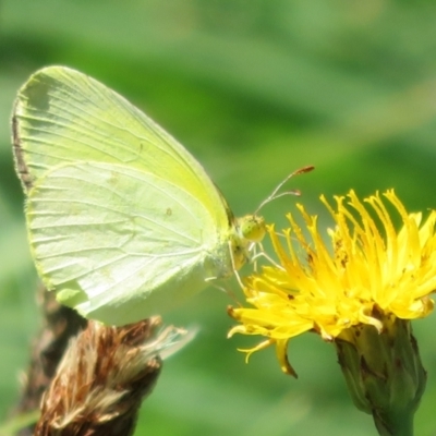 Eurema smilax (Small Grass-yellow) at Holt, ACT - 7 Feb 2021 by Christine