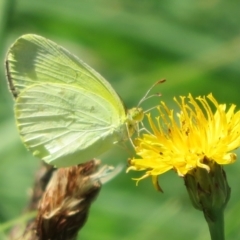 Eurema smilax at Holt, ACT - 7 Feb 2021