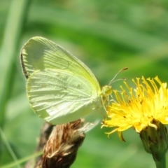 Eurema smilax at Holt, ACT - 7 Feb 2021