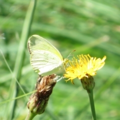 Eurema smilax at Holt, ACT - 7 Feb 2021