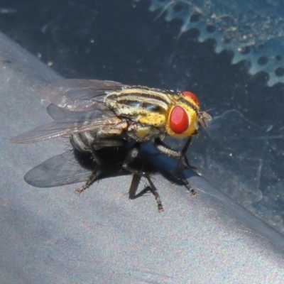 Oxysarcodexia varia (Striped Dung Fly) at Macnamara, ACT - 7 Feb 2021 by Christine