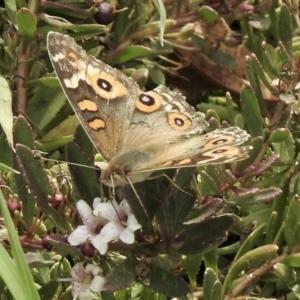 Junonia villida at Aranda, ACT - 8 Feb 2021