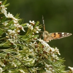 Vanessa kershawi (Australian Painted Lady) at Aranda, ACT - 8 Feb 2021 by KMcCue