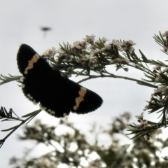 Eutrichopidia latinus (Yellow-banded Day-moth) at Aranda, ACT - 8 Feb 2021 by KMcCue