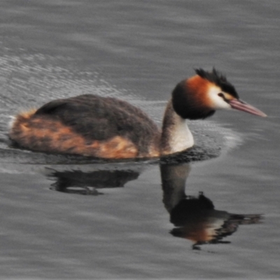 Podiceps cristatus (Great Crested Grebe) at Cotter Reservoir - 9 Feb 2021 by JohnBundock