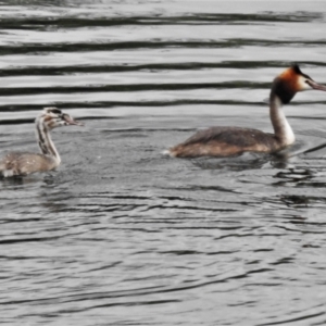 Podiceps cristatus at Paddys River, ACT - 9 Feb 2021 10:18 AM