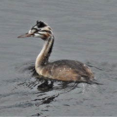Podiceps cristatus (Great Crested Grebe) at Cotter River, ACT - 8 Feb 2021 by JohnBundock