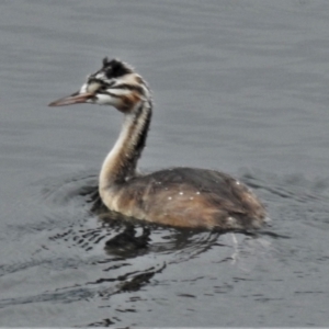 Podiceps cristatus at Cotter River, ACT - 9 Feb 2021