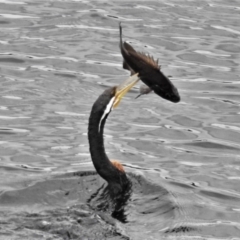 Anhinga novaehollandiae (Australasian Darter) at Cotter Reservoir - 9 Feb 2021 by JohnBundock