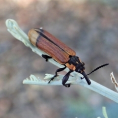 Rhinotia haemoptera (Lycid-mimic belid weevil, Slender Red Weevil) at Holt, ACT - 30 Jan 2021 by CathB