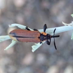 Rhinotia haemoptera at Holt, ACT - 30 Jan 2021