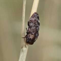 Diphucrania sp. (genus) (Jewel Beetle) at Cook, ACT - 31 Jan 2021 by CathB