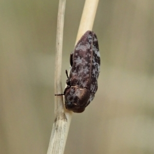 Diphucrania sp. (genus) at Cook, ACT - 31 Jan 2021