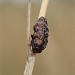 Diphucrania sp. (genus) at Cook, ACT - 31 Jan 2021