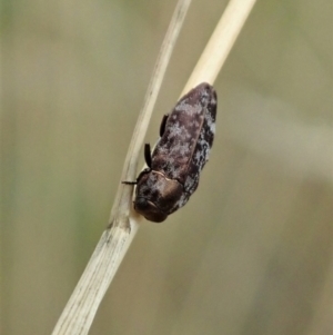 Diphucrania sp. (genus) at Cook, ACT - 31 Jan 2021