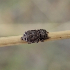 Simaetha sp. (genus) (Unidentified Brown jumper) at Cook, ACT - 30 Jan 2021 by CathB