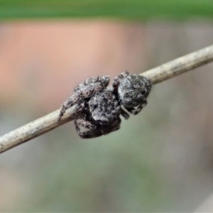 Simaetha sp. (genus) at Cook, ACT - 31 Jan 2021