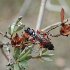 Ichneumon promissorius (Banded caterpillar parasite wasp) at Aranda Bushland - 30 Jan 2021 by CathB