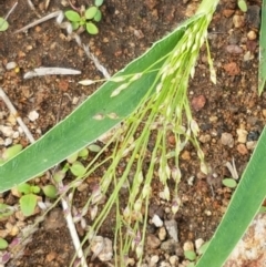 Panicum effusum (Hairy Panic Grass) at Holt, ACT - 9 Feb 2021 by trevorpreston