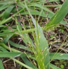 Panicum effusum at Holt, ACT - 9 Feb 2021