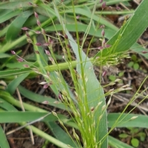 Panicum effusum at Holt, ACT - 9 Feb 2021