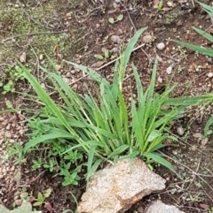 Panicum effusum at Holt, ACT - 9 Feb 2021